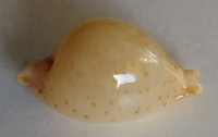 Cypraea cicercula takahashii  Moretzsohn, 2007